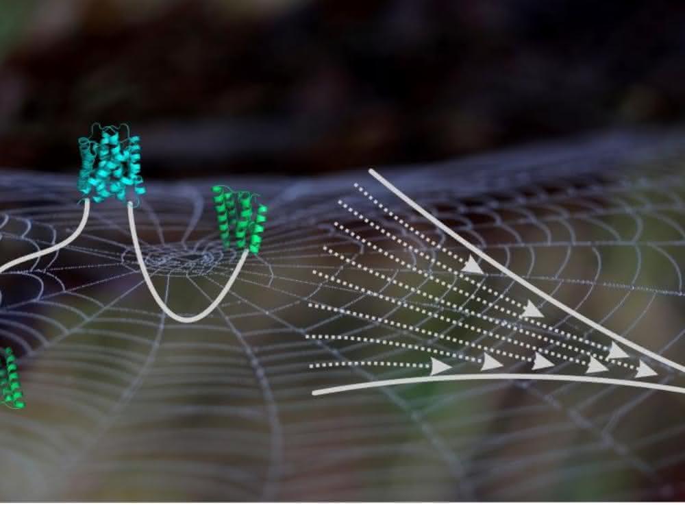 Schematische Abbildung eines Spidroins