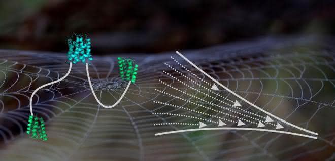 Schematische Abbildung eines Spidroins