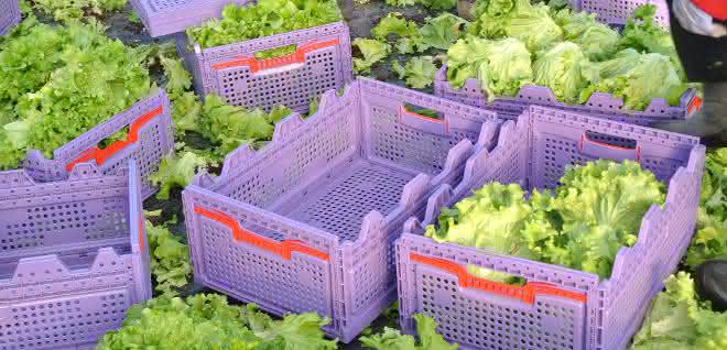Vegetable container with salad
