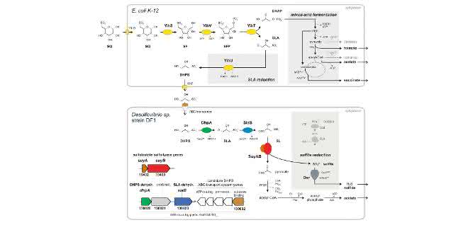 Abbau von Sulfoquinovose (SQ) durch Escherichia coli