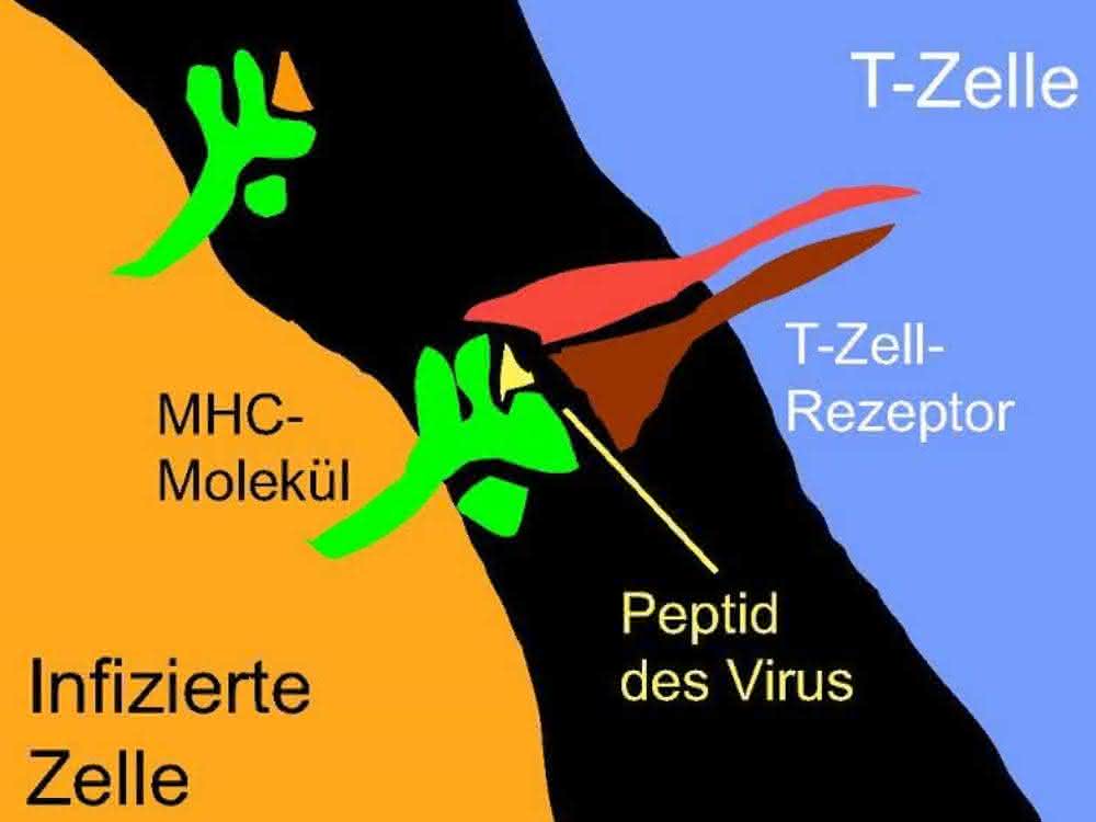 Der T-Zell-Rezeptor erkennt ein kleines Stück eines bestimmten Krankheitserregers.
