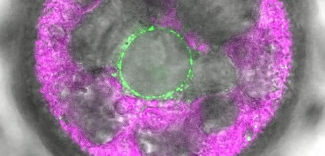 In dieser mehrzelligen Volvox-Alge wurde der neuartige Lichtsensor 2c-Cyclop mit Fluoreszenz markiert. Er zeigt sich (grün) in Membranen um den Zellkern herum. In dieser mehrzelligen Volvox-Alge wurde der neuartige Lichtsensor 2c-Cyclop mit Fluoreszenz markiert. Er zeigt sich (grün) in Membranen um den Zellkern herum.
