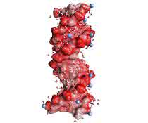 DNA-Doppelhelix in einer Wasserhülle (gewinkelte kleine Moleküle, nicht maßstäblich). Die kugelförmigen roten Strukturen auf der Helixoberfläche stellen die Sauerstoffatome der negativ geladenen Gruppen dar, die blauen Kugeln positiv geladene Ionen in der Umgebung.