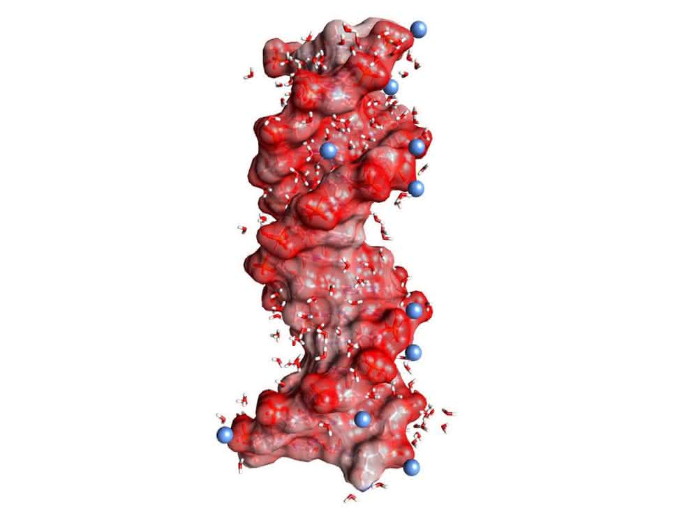 DNA-Doppelhelix in einer Wasserhülle (gewinkelte kleine Moleküle, nicht maßstäblich). Die kugelförmigen roten Strukturen auf der Helixoberfläche stellen die Sauerstoffatome der negativ geladenen Gruppen dar, die blauen Kugeln positiv geladene Ionen in der Umgebung. DNA-Doppelhelix in einer Wasserhülle (gewinkelte kleine Moleküle, nicht maßstäblich). Die kugelförmigen roten Strukturen auf der Helixoberfläche stellen die Sauerstoffatome der negativ geladenen Gruppen dar, die blauen Kugeln positiv geladene Ionen in der Umgebung.