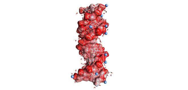 DNA-Doppelhelix in einer Wasserhülle (gewinkelte kleine Moleküle, nicht maßstäblich). Die kugelförmigen roten Strukturen auf der Helixoberfläche stellen die Sauerstoffatome der negativ geladenen Gruppen dar, die blauen Kugeln positiv geladene Ionen in der Umgebung.