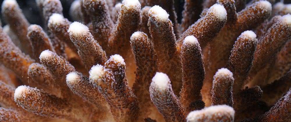 Die Koralle Stylophora pistillata, auch Griffelkoralle genannt.