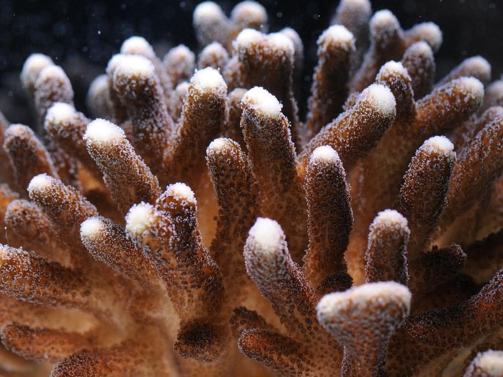 Die Koralle Stylophora pistillata, auch Griffelkoralle genannt.