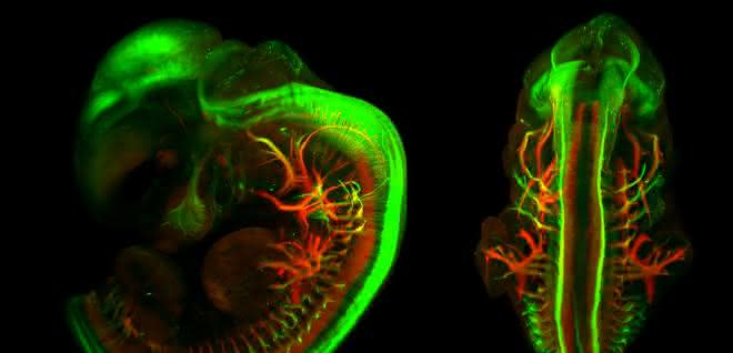 Dreidimensionale Fluoreszenzaufnahme eines Mausembryos. Motorische und sensorische Nervenbahnen wurden eingefärbt.