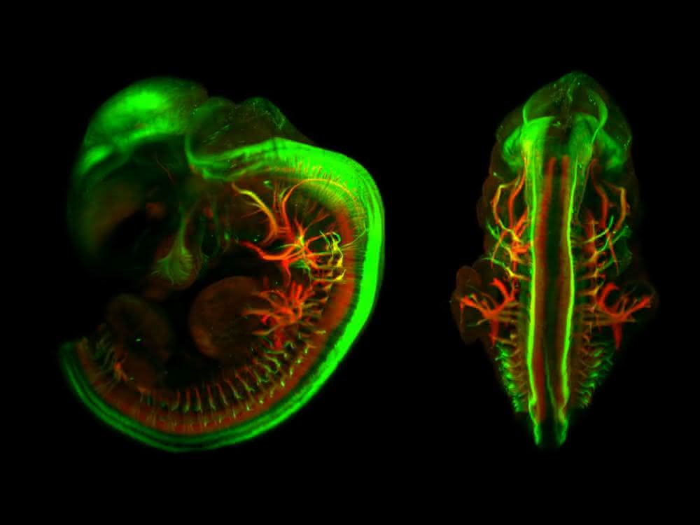 Dreidimensionale Fluoreszenzaufnahme eines Mausembryos. Motorische und sensorische Nervenbahnen wurden eingefärbt.