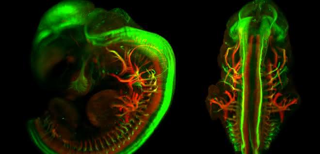 Dreidimensionale Fluoreszenzaufnahme eines Mausembryos. Motorische und sensorische Nervenbahnen wurden eingefärbt.
