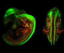 Three-dimensional fluorescence image of a mouse embryo. Motor and sensory nerve pathways were stained. Three-dimensional fluorescence image of a mouse embryo. Motor and sensory nerve pathways were stained.