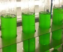 Cyanobakterien im Labor: Der neue Wirkstoff wurde aus Kulturen des Süßwasser-Cyanobakteriums Synechococcus elongatus isoliert. Cyanobakterien im Labor