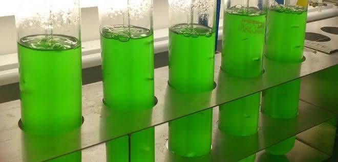 Cyanobakterien im Labor: Der neue Wirkstoff wurde aus Kulturen des Süßwasser-Cyanobakteriums Synechococcus elongatus isoliert. Cyanobakterien im Labor