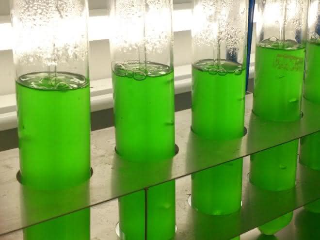 Cyanobakterien im Labor: Der neue Wirkstoff wurde aus Kulturen des Süßwasser-Cyanobakteriums Synechococcus elongatus isoliert. Cyanobakterien im Labor