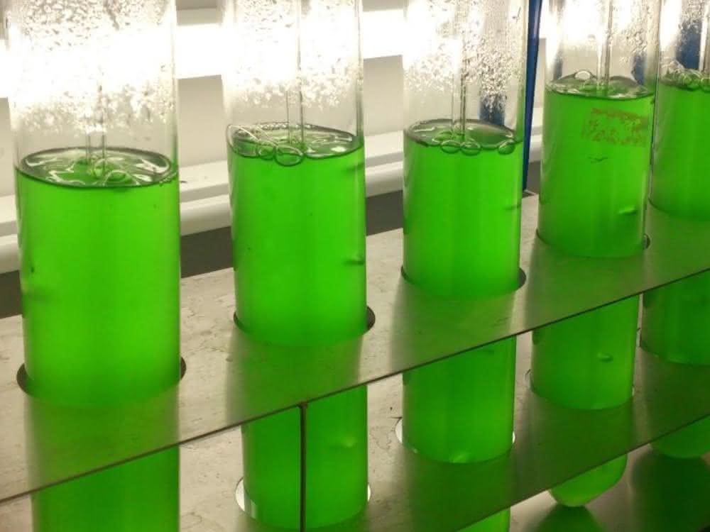 Cyanobakterien im Labor: Der neue Wirkstoff wurde aus Kulturen des Süßwasser-Cyanobakteriums Synechococcus elongatus isoliert. Cyanobakterien im Labor