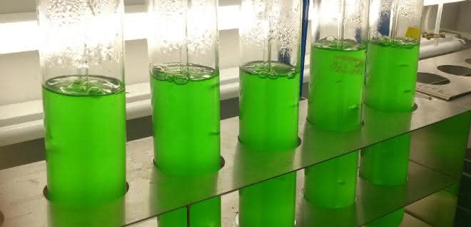Cyanobakterien im Labor: Der neue Wirkstoff wurde aus Kulturen des Süßwasser-Cyanobakteriums Synechococcus elongatus isoliert. Cyanobakterien im Labor