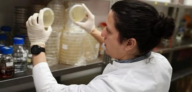 Wissenschaftler kontrolliert bakterielles Wachstum nach Phytase-Screening.