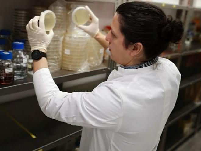 Wissenschaftler kontrolliert bakterielles Wachstum nach Phytase-Screening.