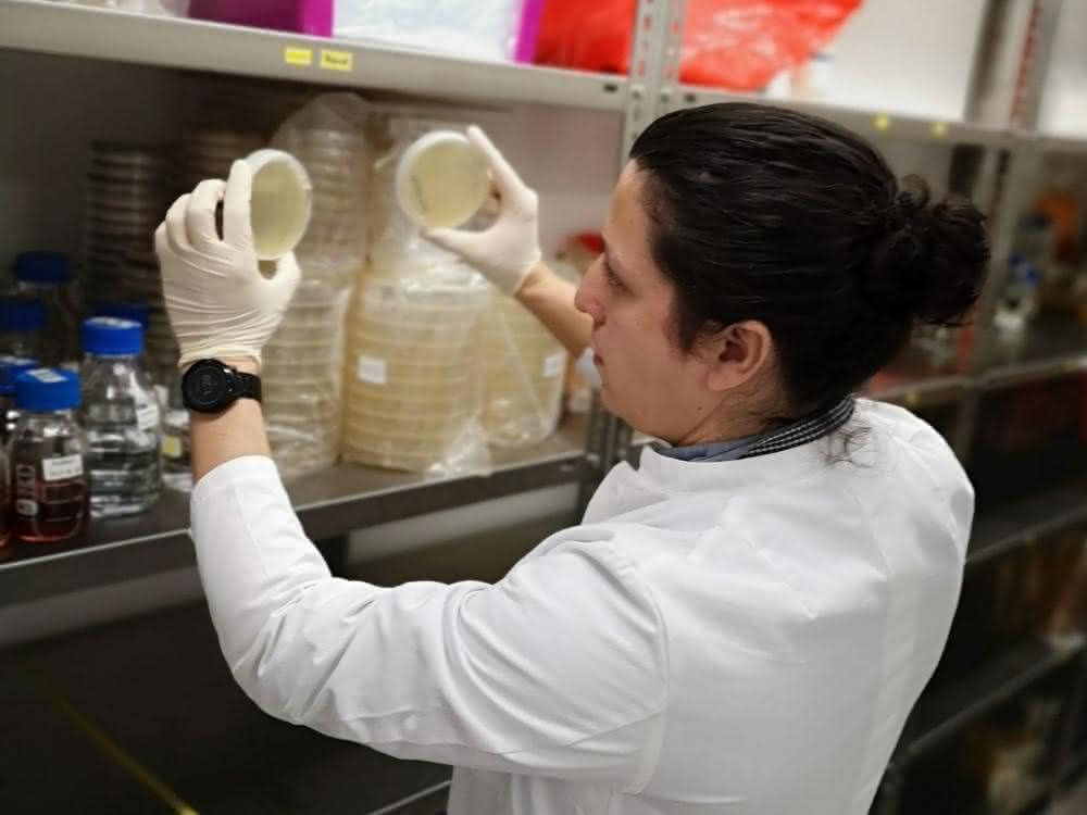 Wissenschaftler kontrolliert bakterielles Wachstum nach Phytase-Screening.