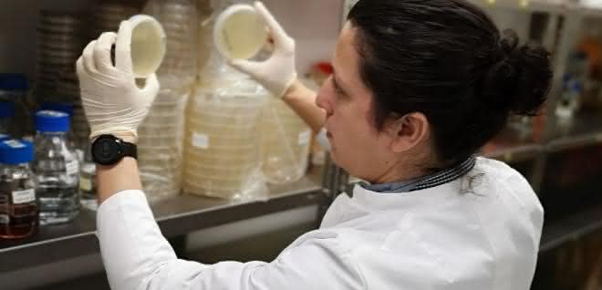 Wissenschaftler kontrolliert bakterielles Wachstum nach Phytase-Screening.