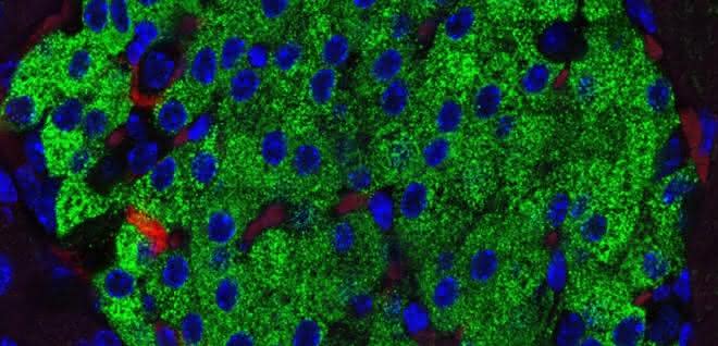 Fluoreszenzmikroskopische Aufnahme einer Langerhans-Insel