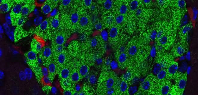 Fluoreszenzmikroskopische Aufnahme einer Langerhans-Insel