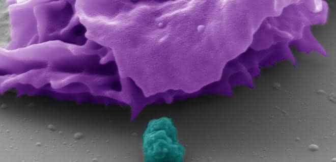Die pseudokolorierte elektronenmikroskopische Aufnahme zeigt eine menschliche Fresszelle (lila dargestellt) und ein Bakterium (türkis dargestellt). Mit Hilfe des Rezeptors CEACAM3 ist die Fresszelle in der Lage, die etwa einen Mikrometer großen Bakterien zu erkennen und zu vernichten. Die pseudokolorierte elektronenmikroskopische Aufnahme zeigt eine menschliche Fresszelle (lila dargestellt) und ein Bakterium (türkis dargestellt). Mit Hilfe des Rezeptors CEACAM3 ist die Fresszelle in der Lage, die etwa einen Mikrometer großen Bakterien zu erkennen und zu vernichten.