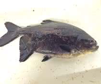 Der als Pacu bekannte Piaractus mesopotamicus wird oft in Aquakulturen gehalten. Der als Pacu bekannte Piaractus mesopotamicus wird oft in Aquakulturen gehalten.