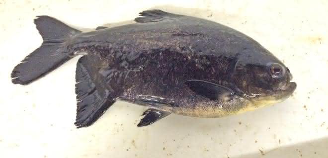 Der als Pacu bekannte Piaractus mesopotamicus wird oft in Aquakulturen gehalten. Der als Pacu bekannte Piaractus mesopotamicus wird oft in Aquakulturen gehalten.