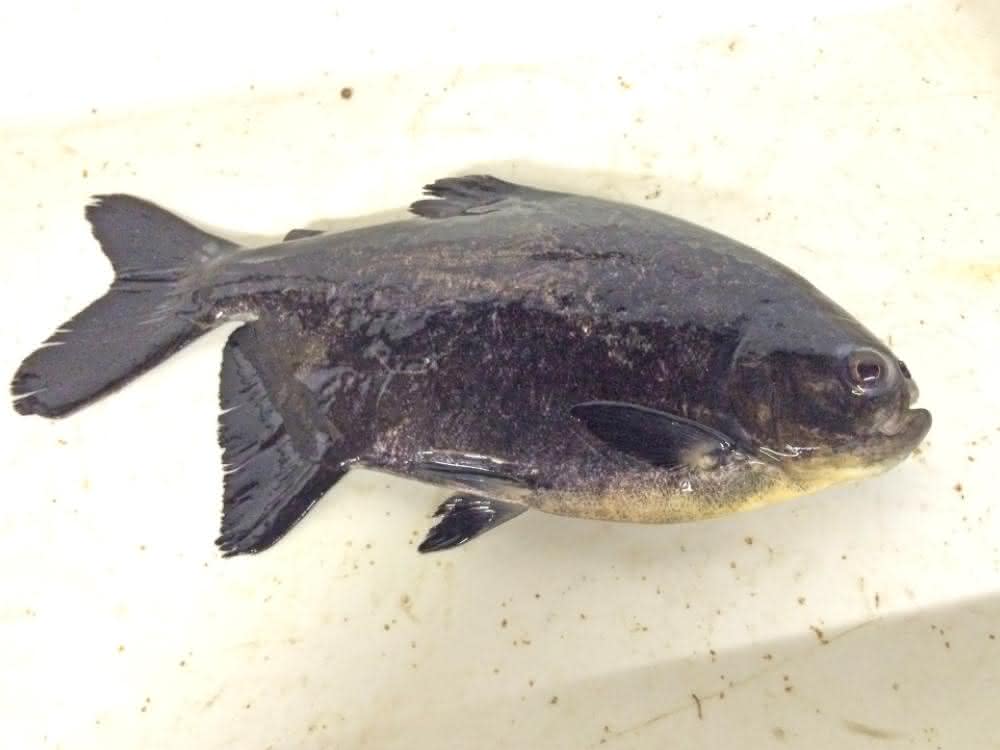 Der als Pacu bekannte Piaractus mesopotamicus wird oft in Aquakulturen gehalten.
