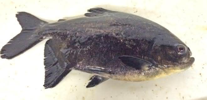 Der als Pacu bekannte Piaractus mesopotamicus wird oft in Aquakulturen gehalten.