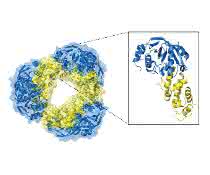 Die hochaufgelöste Struktur des Toxin-Antitoxin-Systems. Die hochaufgelöste Struktur des Toxin-Antitoxin-Systems.