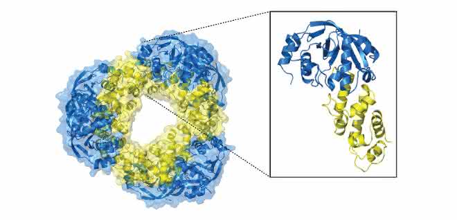 Die hochaufgelöste Struktur des Toxin-Antitoxin-Systems. Die hochaufgelöste Struktur des Toxin-Antitoxin-Systems.