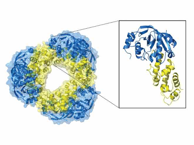 Die hochaufgelöste Struktur des Toxin-Antitoxin-Systems.
