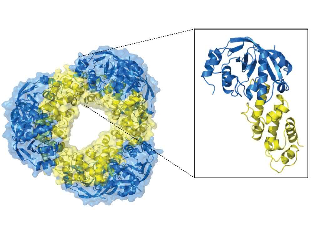 Die hochaufgelöste Struktur des Toxin-Antitoxin-Systems.