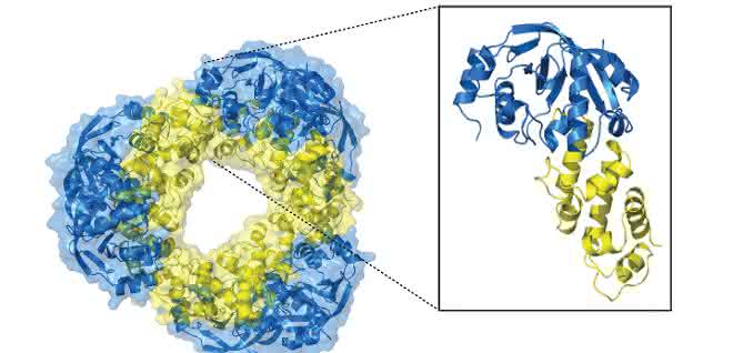 Die hochaufgelöste Struktur des Toxin-Antitoxin-Systems.