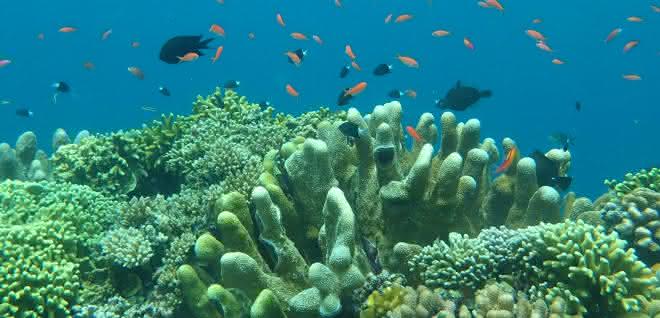 Korallen, Schwämme und Barsche zählen zu den vielfältigen Bewohner der Riffe vor der Pazifikinsel Guam. Korallen, Schwämme und Barsche vor der Pazifikinsel Guam