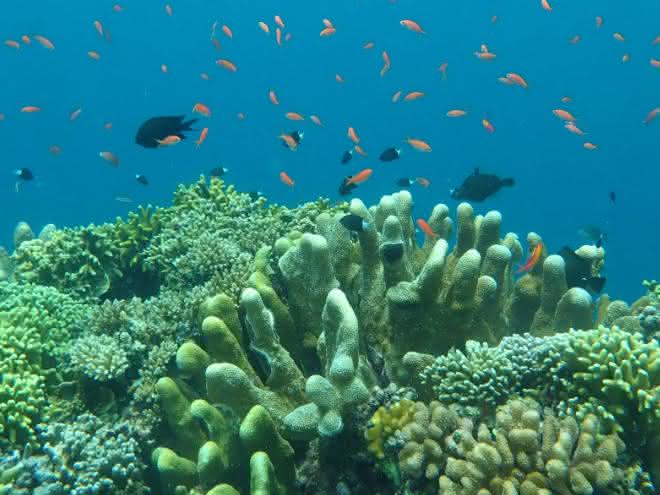 Korallen, Schwämme und Barsche zählen zu den vielfältigen Bewohner der Riffe vor der Pazifikinsel Guam. Korallen, Schwämme und Barsche vor der Pazifikinsel Guam
