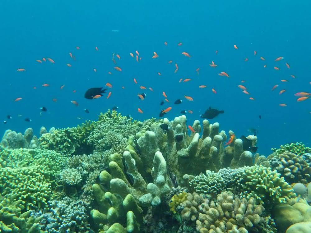 Korallen, Schwämme und Barsche vor der Pazifikinsel Guam