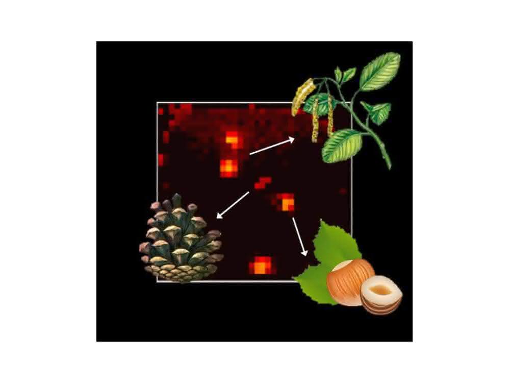 Abstrahiert: MALDI-Imaging-MS bei Pollenkörnern