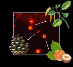 Abstrahiert: MALDI-Imaging-MS bei Pollenkörnern Abstrahiert: MALDI-Imaging-MS bei Pollenkörnern