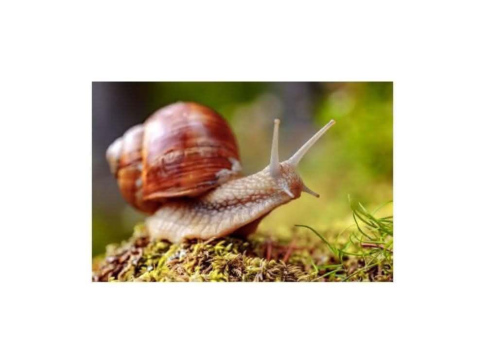 Weinbergschnecke