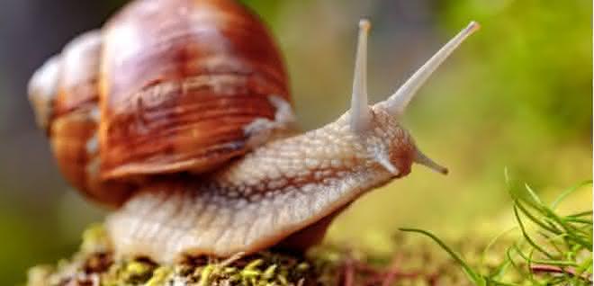 Weinbergschnecke