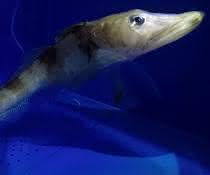 Eisfische sind extrem gut für das Leben bei tiefen Temperaturen angepasst. Das macht sie für die biomedizinische Forschung interessant.
