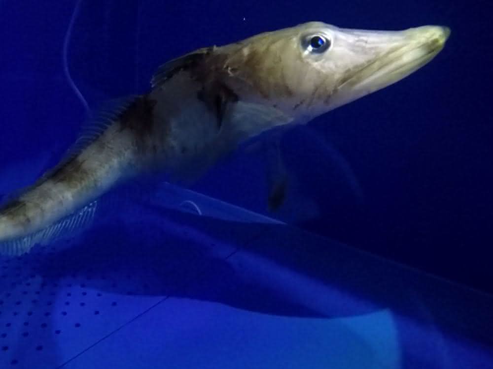 Eisfische sind extrem gut für das Leben bei tiefen Temperaturen angepasst. Das macht sie für die biomedizinische Forschung interessant.