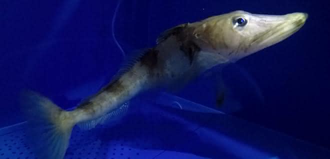 Eisfische sind extrem gut für das Leben bei tiefen Temperaturen angepasst. Das macht sie für die biomedizinische Forschung interessant.