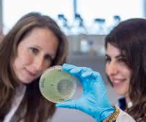 Hemmwirkung der Pseudomonas-Bakterien Agarplatte mit Hemmhof
