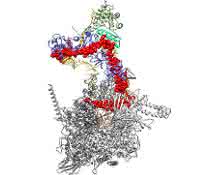 Dreidimensionale Struktur des Komplexes aus bakterieller RNA-Polymerase (hell- und dunkelgrau) und dem viralen Protein Lambda-N (rot).