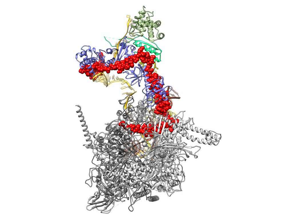 Dreidimensionale Struktur des Komplexes aus bakterieller RNA-Polymerase (hell- und dunkelgrau) und dem viralen Protein Lambda-N (rot).