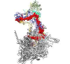 Dreidimensionale Struktur des Komplexes aus bakterieller RNA-Polymerase (hell- und dunkelgrau) und dem viralen Protein Lambda-N (rot).
